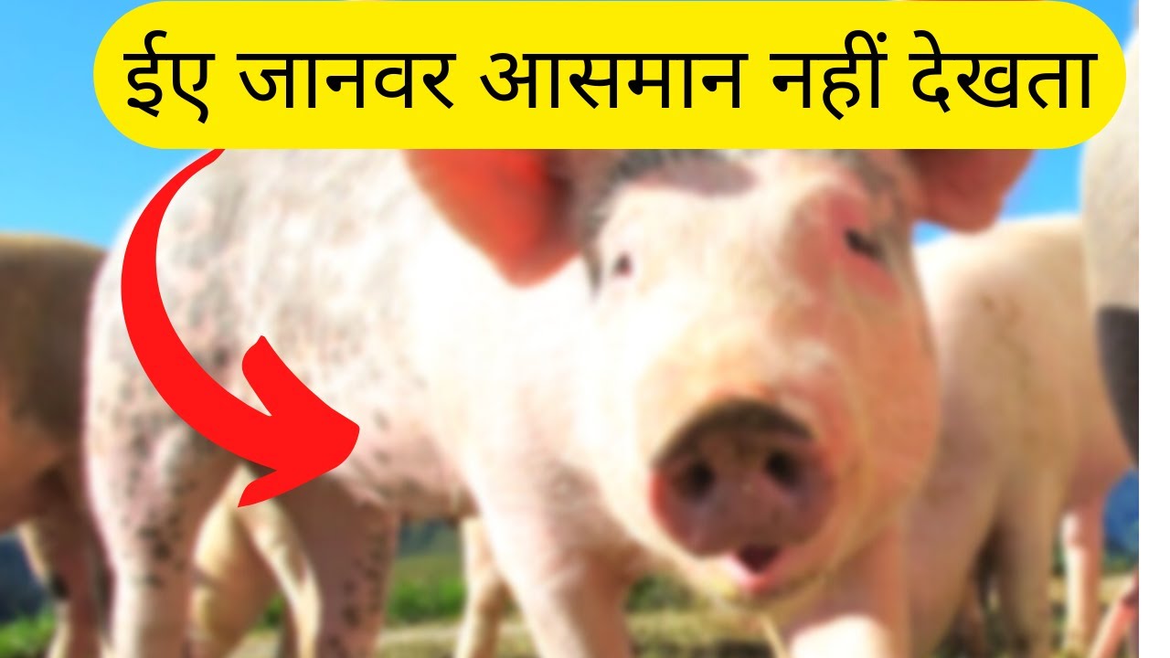 ईए जानवर आसमान नहीं देखता!!Pigs animal cant see sky pigs animal not