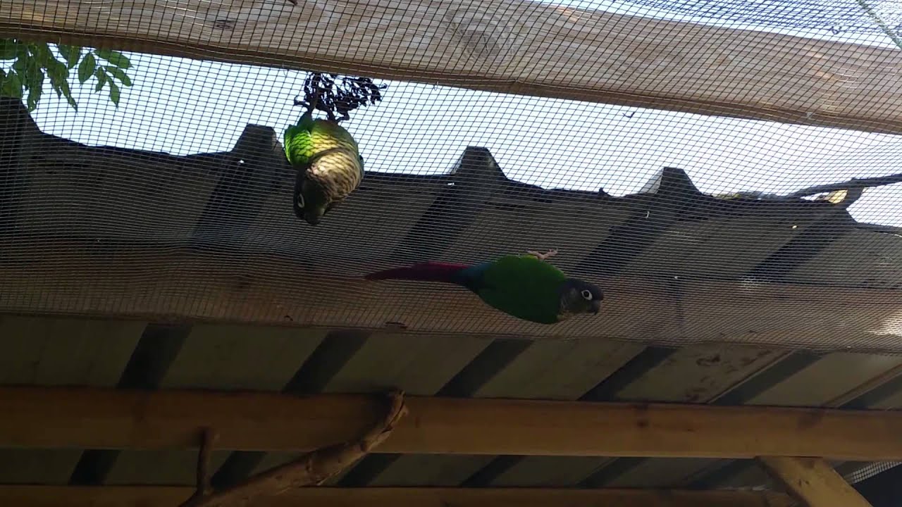 Conure molinae 