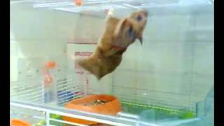 Hamster vs Gravity