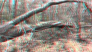 Another 3D Walk in the Woods (Red/Cyan)