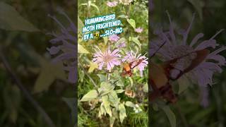 Have you ever seen a hummingbird moth? They are pretty cool #hummingbird #bumblebee   #natureislit
