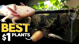 Axolotl Tank: SWEET POTATO as Nutrient Export?!  (Axolotl Tank  5/31/2020)