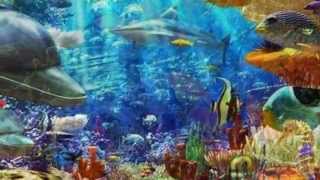 Chris Spheeris --  ♫ Sapphire ♫
