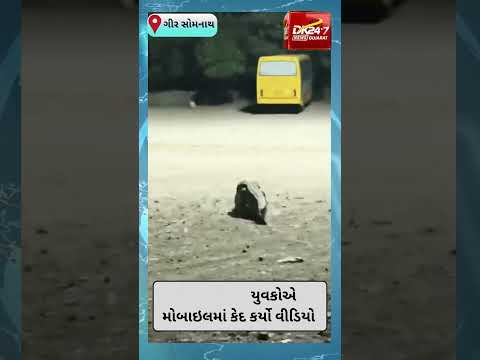 #girsomnath |  વેરાવળ તાલુકાના વસ્તીવાળા બાદલપરા ગામમાં એક વિશાળ મગર ઘૂસી ગયો | #drashtikonnews