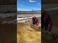 ドジョウの収穫:浅い水域で竹製のすくい網を使ってドジョウを捕る