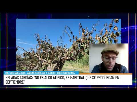 Late frosts: What damage they can cause and what the agricultural sector expects from "El Niño" -...