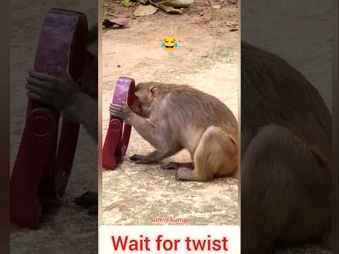 Bandar shisha dekhta hai 🤣 #trending #funny #ldcrazy #shorts #viral #fyp