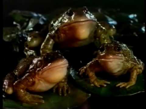 Image result for budweiser frogs