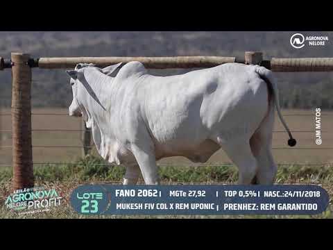 LOTE 23 - Leilão Virtual Agronova Nelore Profit