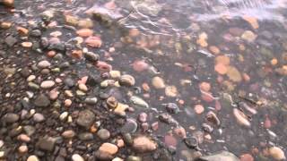Traveling with Carpo #9- Rock Hounding at the Lake...