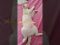Nết ngủ lạ lắm nghen #Chị Bà TV #cat #happy #topgamedoithuonguytin #xuhuongyoutube #mèo
