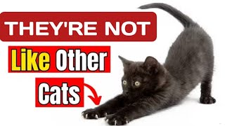 23 Mysterious Facts About Black Cats The Internet dosen't Want You To know 