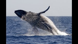 Whale-watching Season Wrap-up 2021
Mahalo to all the whales, crew, and supporters who made this whale-watching season absolutely fabulous! pacificwhale.org/cruises Whale-watching Season Wrap-up 2021
