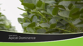 Apical Dominance