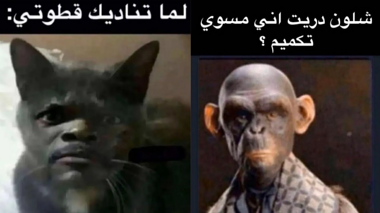 تحدي الملل | بوستات ترفيهية كوميدية ونكت تحشيشية... الجزء 803