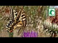 Mariposa macaón Papilio machaon