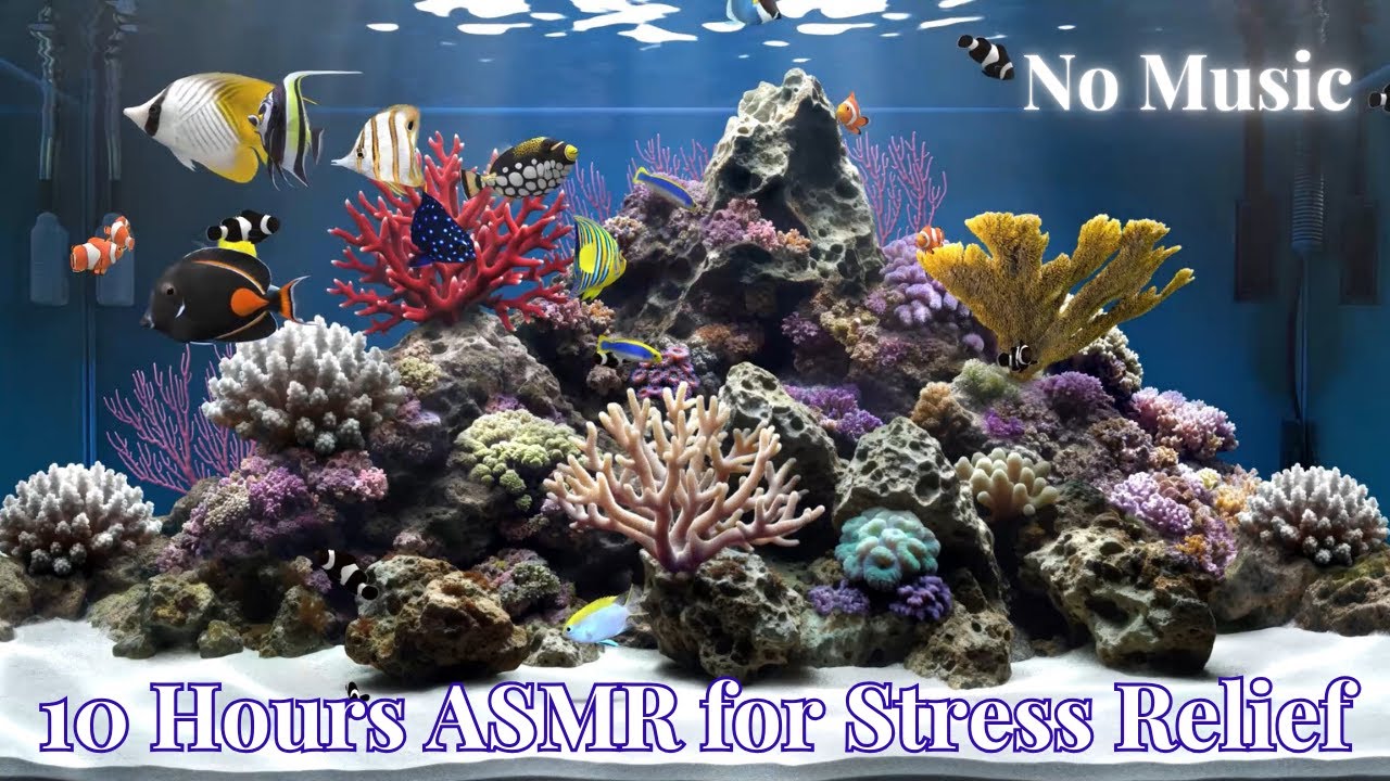 Color Fish Asmr 10H Aquarium ASMR | 8 Tanks x 30min • Bubble Water Sounds Only • Stress ...