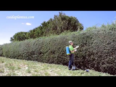 Video: Trasplante de setos de espino: cómo y cuándo mover un seto de espino