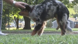 Abandoned dog finds fur-ever home in Evansville