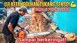 Download lagu Uji Ketangguhan Tukang Senso Sa'at Gregaji Pohon Lontar! 