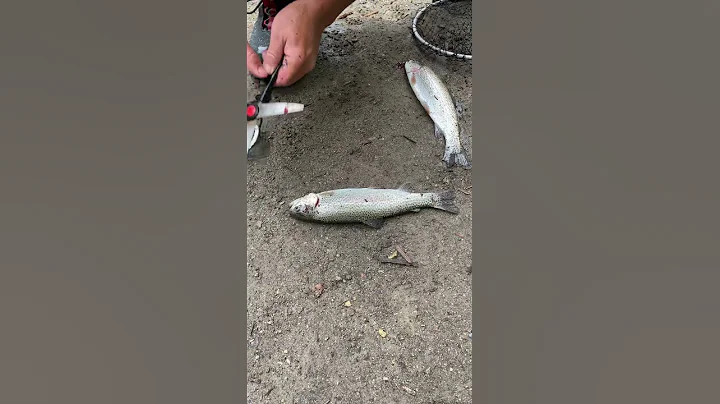 【Ikejime】How Japanese anglers and chefs prepare their fish for superior quality. #shorts