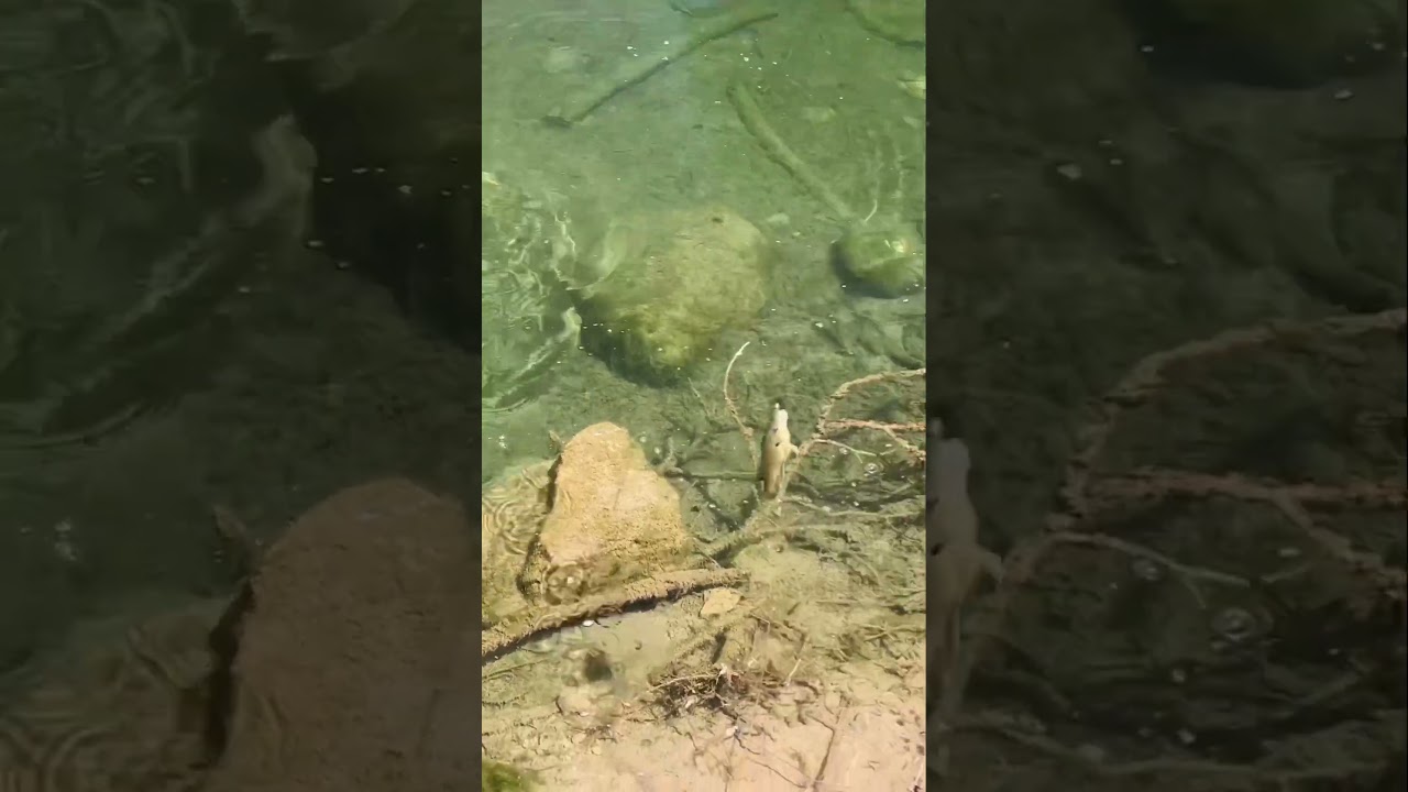 Green Sunfish on the new Micro Spy Jig and Rip Shad. 