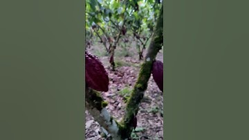 Lightning Bug🪲 #lightningbug