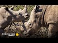 Rhino Behavior and Communication Insights