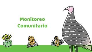 Monitoreo comunitario - Guajolote