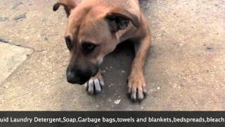 SPCA Suncoast