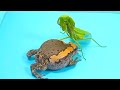 Warning live feeding/
Mantis vs rain frog what will you can? Kung fu praying mantis