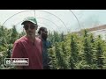 Greenhouse Seed to Harvest Update From the Homegrown Cannabis Co. Garden with Kyle Kushman