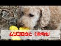 ムツゴロウと「満州娘」