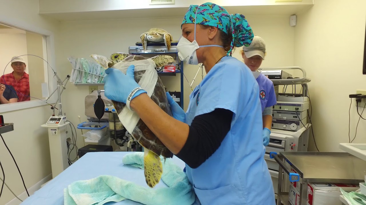 Sea Turtles Get Alternative Procedure Used to Treat Tumors