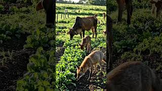 One cow and foex