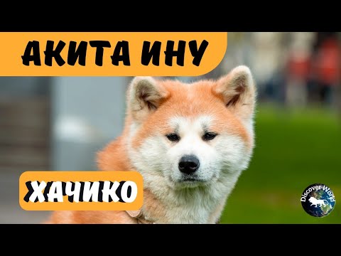 Видео: Къде е паметникът на Хачико, верното и предано куче