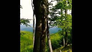 Heart Calming Greenery At Galyateto, Heves, Hungary