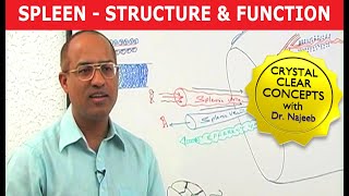Spleen | Structure & Function