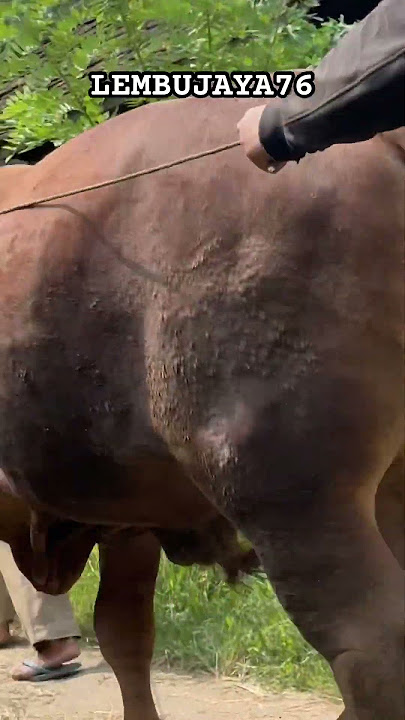 Full Daging Pader Wir... #remix #music  #dj #cow #sapisimmental #pedetsuper #sapi  #petanimuda