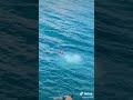 شوفي كي ولتلي شا درتلك قوليلي شوفي كي ولتلي شا درتلك قوليلي
