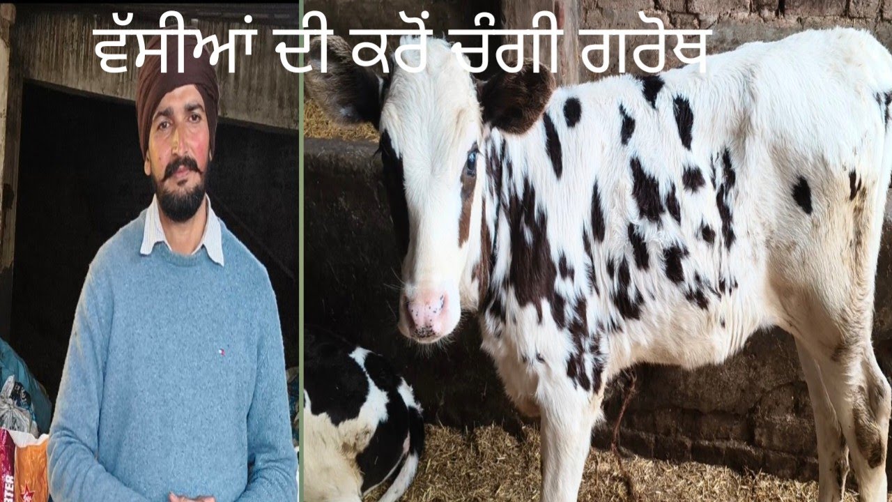 ਇਸ਼ ਤਰੀਕੇ ਨਾਲ ਕਰੋਂ ਛੋਟੀਆਂ ਵੱਸੀਆਂ ਦੀ ਚੰਗੀ ਗਰੋਥ 🙏🙏