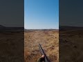 quail shot single shot quail hunting.#quail shot single shot quail hunting.#bıldırcınvurus #50centty
