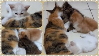 @cc.cutecats See How Amazing the Love of The Mother Cat and Her Kittens ❤️❤️❤️ #cat #kitten #kucing by CC.CUTECATS 501 views 4 weeks ago 3 minutes, 58 seconds