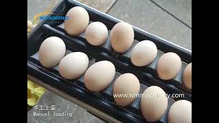 7 grads Egg Grading Machine Egg Sorting Machine 7 differnt grads by weight