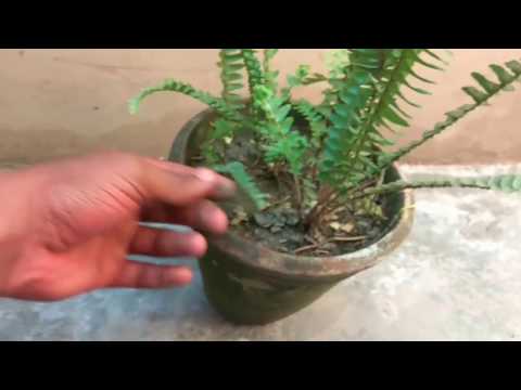 Video: Boston Fern Care: hoe zorg je voor een Boston Fern?