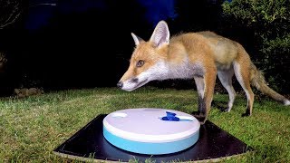 Wild urban fox takes on dog treat game  UHD 4K