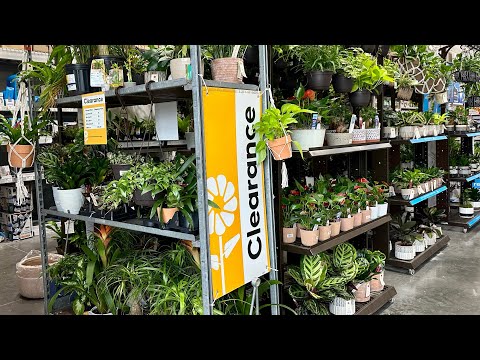 SHOPPING AT LOWES FOR CLEARANCE HOUSEPLANTSEXOTIC PLANTS STARTING AT  $1 - YouTube