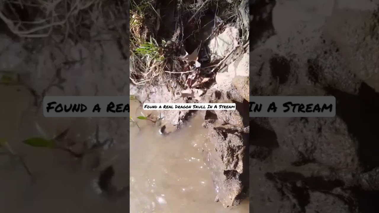 Found a Real Dragon Skull