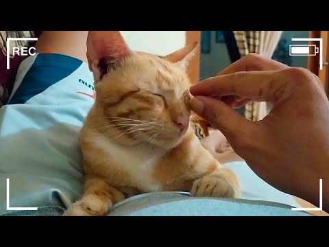 Video: Kucing Dan Brownie - Pandangan Alternatif