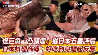 怪巨魚的「凸頭瘤」獲日本五星美味評價日本料理師傅：好吃到 ... 